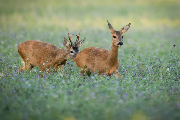 Pair Roe Deer Capreolus Capreolus Rutting Season Clover Field Buck — Photo