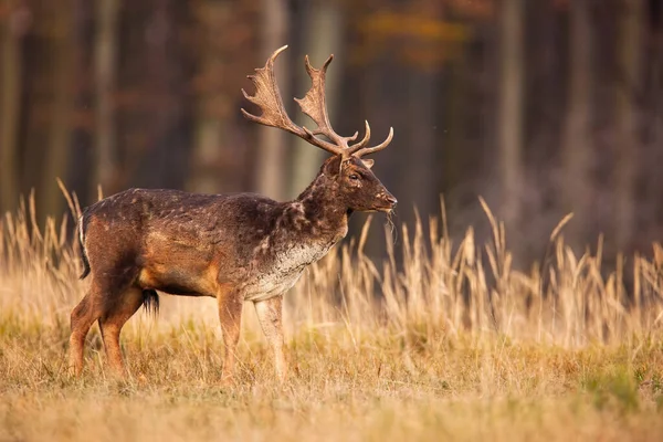 Fallow Deer Dama Dama Stag Standing Meadow Tall Grass Stems — Stockfoto