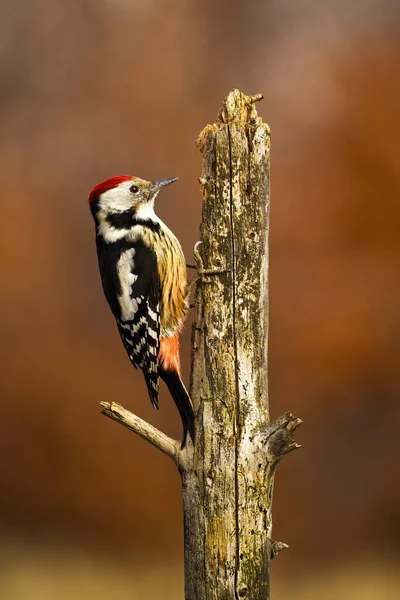 Lesser Spotted Woodpecker Dryobates Minor Climbing Top Old Tree Autumn — Stock Photo, Image