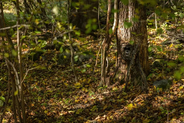 Camouflaged camera trap attached to a tree in forest with copy space. Hidden trail cam with infrared illumination in woodland. Electronic device to monitor wildlife.