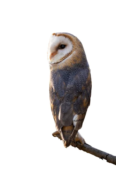 Barn Owl Tyto Alba Sitting Branch Isolated White Background Endangered — Stock Photo, Image