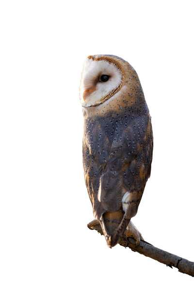 Barn owl, tyto alba, sitting on branch isolated on white background. Endangered wild animal with feathers and white face separated with no backdrop on a twig.