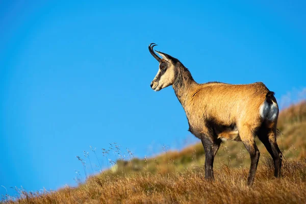 Concentrated Tatra Chamois Rupicapra Rupicapra Tatrica Looking Valley Checking Out — Stockfoto