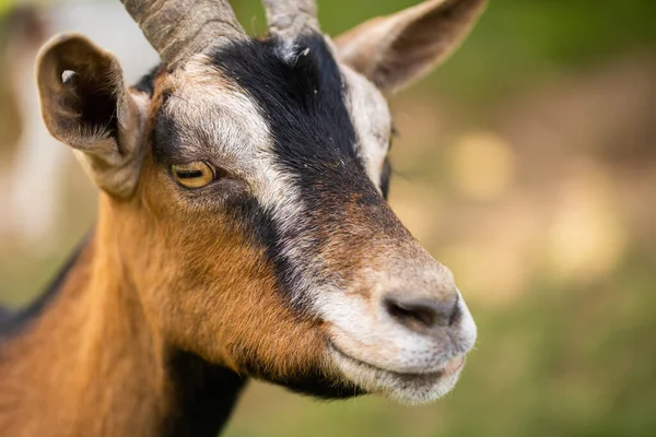Close Goat Looking Aside Farmland Detailed View Domestic Animal Horns — Stock fotografie