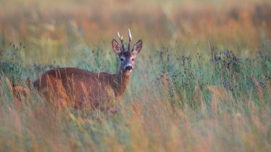 Roe deer, capreolus capreolus, watching on field in autumn morning nature. Brown mammal looking to the camera on meadow. Roebuck standing on grassland in fall.