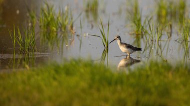 Common greenshank, tringa nebularia, wading in shallow water with green grass. Wader bird walking through a marsh illuminated by sun in summer nature with copy space.