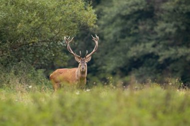 Red deer, cervus elaphus, stag with large antlers looking attentively on a green meadow in autumn. Herbivore among plants with blurred background in horizontal composition.