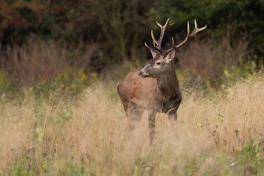 Attentive red deer, cervus elaphus, stag looking aside in a meadow with tall dry grass in autumn nature. Wild mammal with antlers and brown fur on a field with copy space.