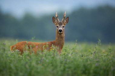 Curious roe deer, capreolus capreolus, buck standing on clover field and looking to the camera on a summer morning. Animal wildlife from side view with blurred background.