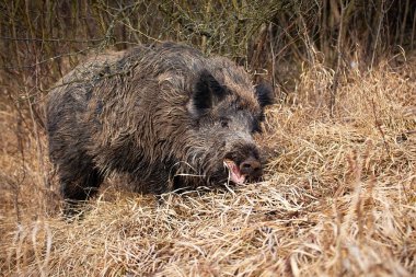 Wild boar, sus scrofa, feeding on dry grassland in autumn nature. Brown swine chewing on hay in fall environment. Wild mammal with tusks eating on field.