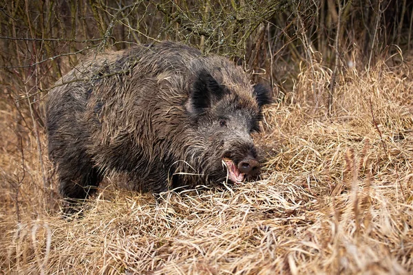 Wild boar, sus scrofa, feeding on dry grassland in autumn nature. Brown swine chewing on hay in fall environment. Wild mammal with tusks eating on field.