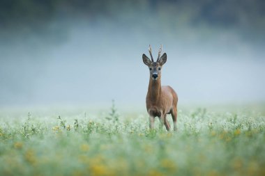Roe deer, capreolus capreolus, looking to the camera on grass in morning mist. Roebuck standing on green field in fog. Antlered mammal watching on meadow.