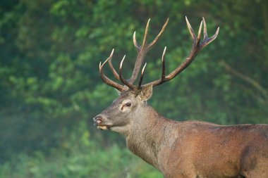Red deer, cervus elaphus, looking in woodland in autumn in close up. Wild brown mammal observing in forest in fall. Stag staring in green nature in detail.