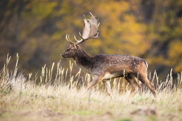 Fallow Deer Dama Dama Walking Dry Meadow Autumn Nature Spotted — Stock Photo, Image