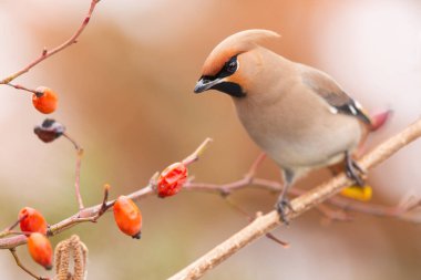 Bohem balmumu, bombycilla garrulus, güz doğasında gül ağacında oturuyor. Sonbaharda böğürtlenlerle çalıların üzerinde dinlenen bej bir kuş. Dal üzerinde ibikli ötücü kuş.
