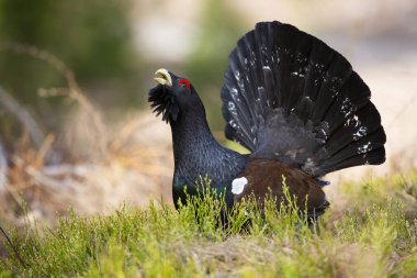 Batı kapari, tetrao urogallus, sonbahar doğasında çimlerin üzerinde lekeleme. Büyük kuyruklu kara kuş sonbaharda ormanda duruyor. Ormanda kur yapan siyah orman tavuğu.