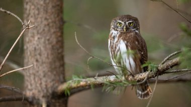 Avrasya pigme baykuşu, glaucidium passerinum, ormandaki kameraya bakıyor. Ağaçta oturan kahverengi ve beyaz avcı. Vahşi kuş ormanlık alanda dinleniyor..