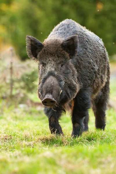 와일드보어 Wild Boar Sus Scrofa 여름에 사격으로 돼지가 들판으로 접근중입니다 — 스톡 사진