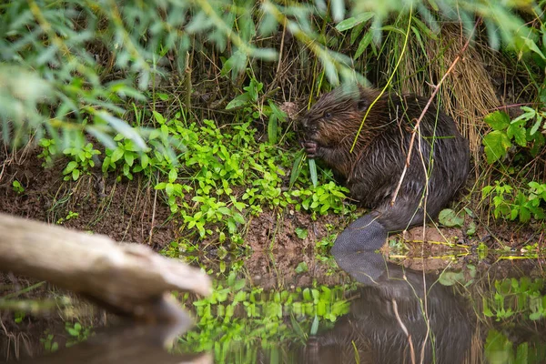 Castor Eurasiano Fibra Rícino Sentado Margem Rio Floresta Verão Roedor — Fotografia de Stock