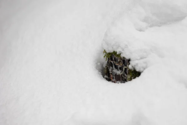 Trail Kamera Skrytá Pod Hlubokým Sněhem Zimním Lese Automatické Zařízení — Stock fotografie