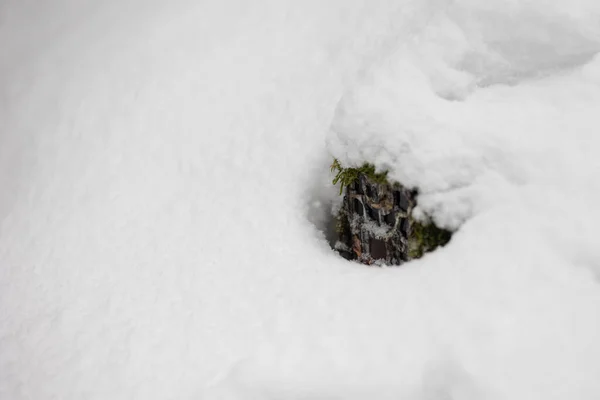 Trail camera hidden under deep snow in winter forest. Automatic device for wildlife monitoring berried under white cover in freezing temperatures with copy space.