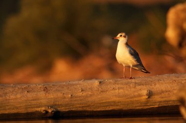 Siyah başlı martı, kroicocephalus ridibundus, sonbaharda devrilmiş ağaçta oturuyor. Tahtaya bakan beyaz su kuşu. Tüylü hayvan güneş ışığında ormanı izliyor..