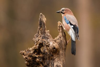 Avrasya Jay 'i, Garrulus Glandarius, güz mevsiminde yaşlı ağaçta oturuyor. Kahverengi kuş sonbaharda ağaçta dinleniyor. Tüylü hayvan kütüğe tırmanıyor..
