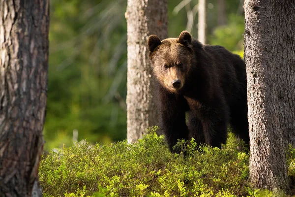 Urso Castanho Ursus Arctos Olhando Mirtilos Luz Solar Verão Grande — Fotografia de Stock