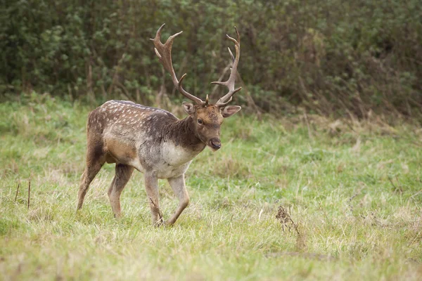 Damherten Dama Dama Wandelen Groene Weide Herfst Natuur Gespot Hert — Stockfoto