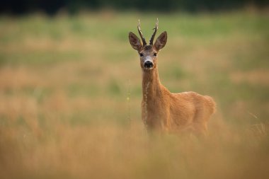 Roe geyiği, capreolus capreolus, sonbahar doğasında kameraya bakıyor. Roebuck sonbaharda çayırda duruyor. Kahverengi erkek memeli otlağı izliyor..