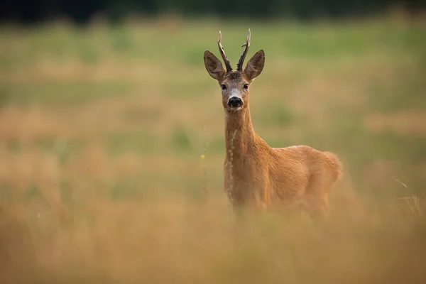 秋の自然界のフィールド上のカメラを探しているロー鹿 カプレオラスカプレオラス 秋には牧草地に立っているRoebuck 草原で見る茶色のオスの哺乳類 — ストック写真