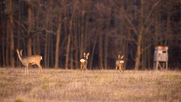 Group Roe Deer Capreolus Capreolus Looking Away Next Hunting Stand — Stock Photo, Image