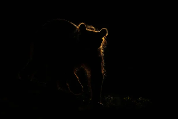 Silhouette Orso Bruno Ursus Arctos Piedi Nel Buio Con Retroilluminazione — Foto Stock