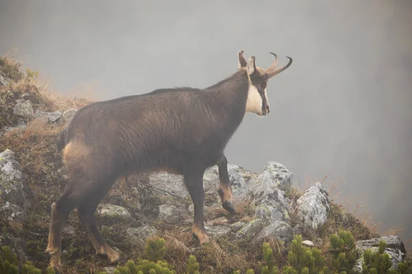 塔特拉 查莫伊 Tatra Chamois Rupicapra Rupicapra Tatrica 秋天在云雾中爬上岩石 喀尔巴阡山哺乳动物在雾中凝视着群山 有角的棕色动物在高高的岩石上行走 — 图库照片