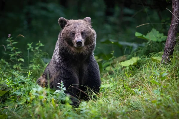Тревога Бурый Медведь Ursus Arctos Смотрит Зеленую Чащу Осенью Осенью — стоковое фото