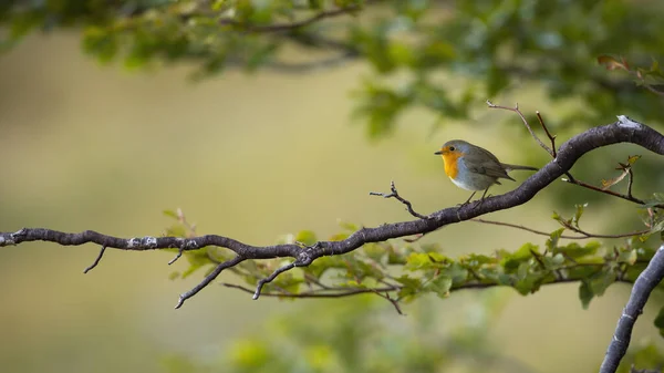 Rotkehlchen Erithacus Rubecula Sitzt Sommer Auf Zweigen Wald Farbenfroher Vogel — Stockfoto
