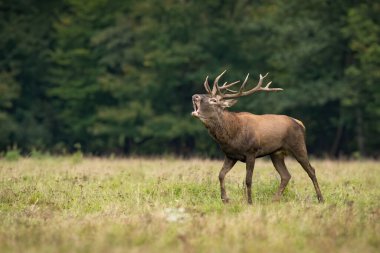 Kızıl geyik, cervus elaphus, azgın mevsimde geyik yürüyüşü ve kükreme. Boynuzları olan erkek memeliler, fotokopi alanıyla birlikte çayırlarda böğürüyorlar. Doğadaki vahşi yaşam..