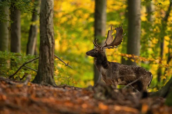 雄鹿站在五彩斑斓的落叶之间在秋天的森林里 雄性哺乳动物 鹿角大 皮毛斑斑 背景呈黄色和橙色 — 图库照片