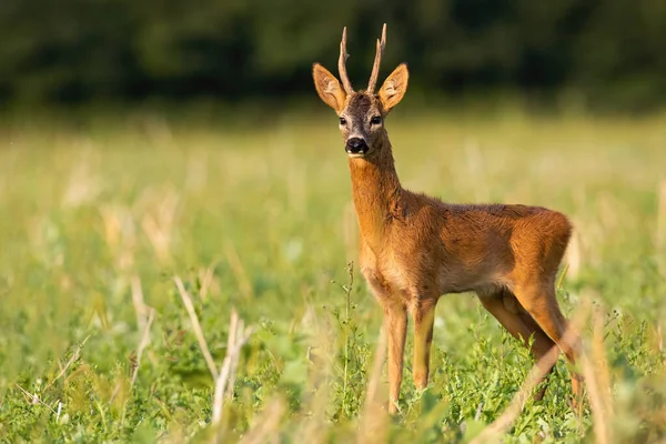 Roe Deer Capreolus Capreolus Buck Standing Stubble Field Summer Nature — Stock Photo, Image
