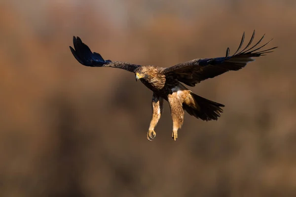 Vorderansicht Des Östlichen Kaiseradlers Aquila Heliaca Der Mit Offenen Flügeln — Stockfoto