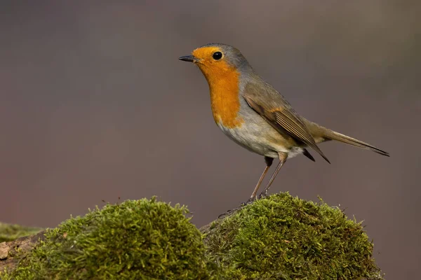 Evropský Robin Erithacus Rubecula Sedí Větvi Pokryté Zeleným Mechem Postranního — Stock fotografie