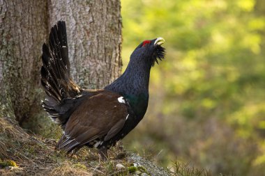 Heyecanlı batı capercaillie 'si, tetrao urogallus, sonbahar ormanlarında bir ağacın yanında lekeleniyor. Nesli tükenmekte olan büyük bir kuş doğada açık bir kuyruk gösteriyor..