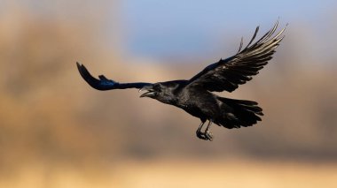 Yaygın kuzgun, corvus corax, sonbaharda sarı çimlerle dolu bir çayırda uçuyor. Kanatları açık gezgin bir kuşun aksiyon sahnesi. Doğada büyük gagalı bir Corvid..
