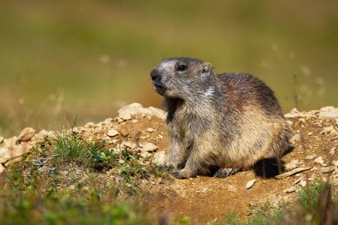 Alp dağ sıçanı, marmota marmota, toprak ve taşlardan oluşan bir tepenin üzerindeki mağaranın önünde oturuyor. Dağ çevresinde kahverengi kürklü büyük kemirgen. Yaz doğasında vahşi yaşam.