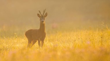Dikkatli bir yumurta geyiği, capreolus capreolus, portakal rengi sabah ışığıyla aydınlatılmış bir çayırda duran geyik. Altın saatinde boynuzlu memeli. Sonbahar doğasında hayvan doğası.