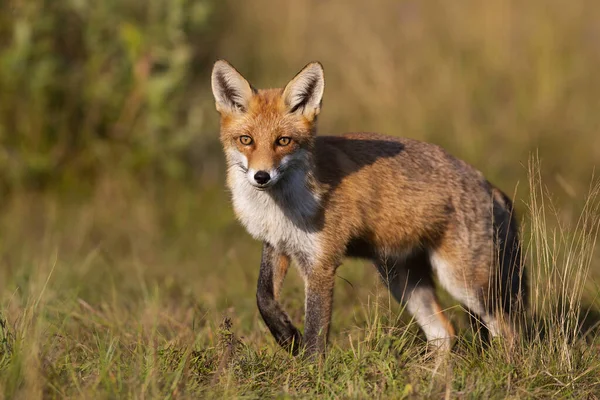 Kızıl tilki, vulpes vulpes, sonbaharda gün batımında çayırdaki kameraya bakıyor. Yoğun bakışlı bir canavar çimenlerin arasında bacağı bükülmüş bir adım atıyor. Hayvan Yaban Hayatı.