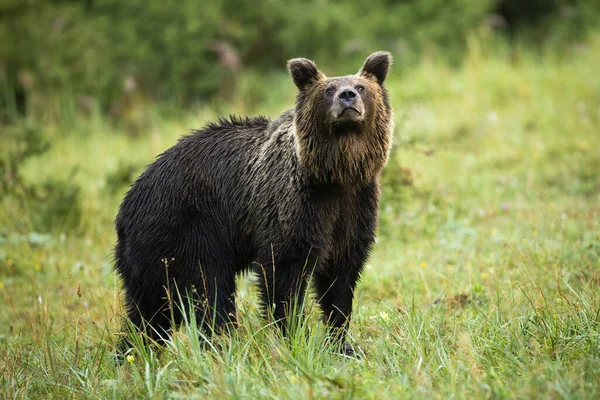 Érdekes Barna Medve Ursus Arctos Ősszel Orral Szagolgatja Levegőt Réten — Stock Fotó