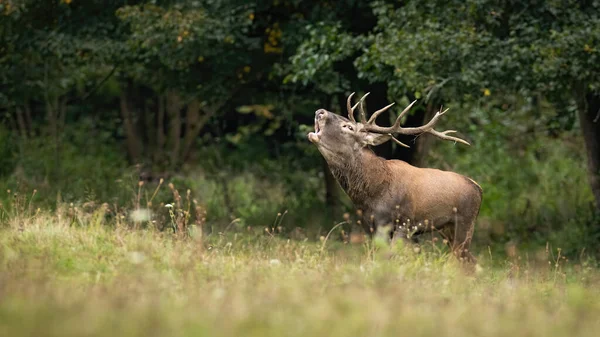 Veado Vermelho Ébrio Veado Saindo Floresta Prado Enquanto Ruge Boca — Fotografia de Stock