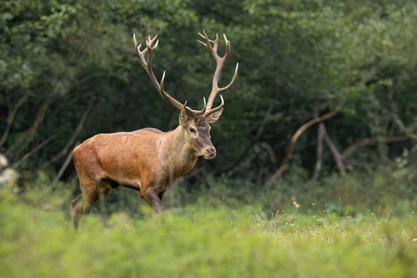 Görkemli Kırmızı Geyik Cervus Elaphus Arka Planda Yeşil Ağaçlarla Nehir — Stok fotoğraf