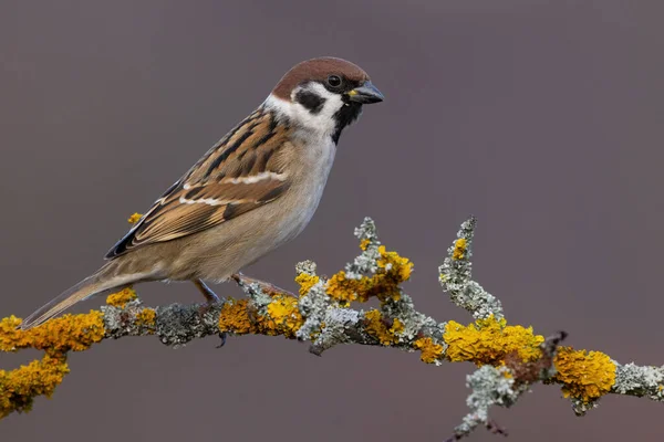 Eurasian tree sparrow, passer montanus, sitting on branch covered in moss and lichen. Little brown bird resting on a twig from side view. Animal wildlife in autumn.